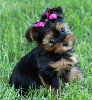 gorgeous Yorkie puppies remaining for adoption