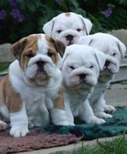 Well trained english bulldog  puppies for adoption 