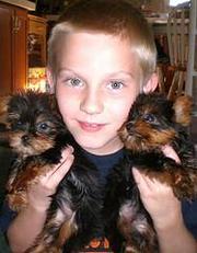 Talanted teacup yorkie puppies for free adoption