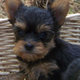 Male and Female Tea Cup Yorkie Puppies For Free.