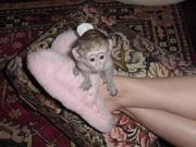CUTE AND LOVELY FEMALE BABY CAPUCHIN MONKEY READY FOR ADOPTION