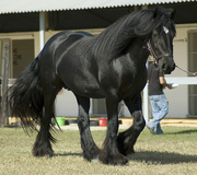 niece and healthy black Gypsy Stallion horse