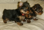Precious Yorkie Puppies For Adoption