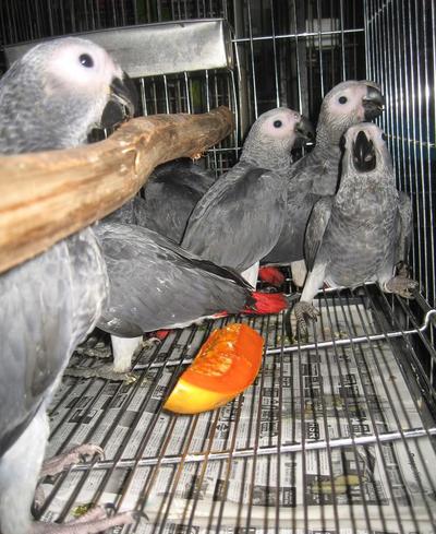 african grey parrots for adoption - St Louis - Birds for sale , St Louis - 205742