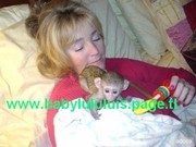 Outstanding Baby Face Capuchin Monkeys For Adoption