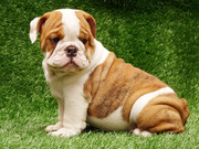!! AKC English Bulldog Puppies For Sale !!