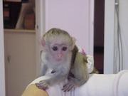 well trained capuchin monkey for adoption