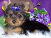 Nice looking yorkie puppies for Re homing