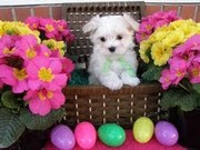 Top Quality Maltese Puppies For Re-Homing contact via (cynthiasmith02@