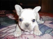french bulldog puppy for a new home 