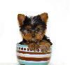 Baby Face Yorkie puppies for re-homing