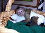 adorable baby capuchin monkey