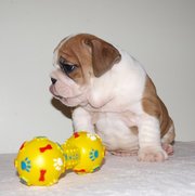 AKC English Bulldog Puppies Ready For Adoption