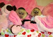 Healthy Capuchin Monkeys Available