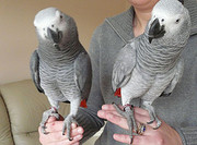 Cute Congo African Grey Parrots Available