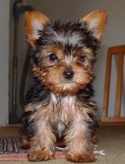  male and female yorkies available