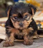 Gorgeous Male And Fe, male Baby Teacup Yorkie Puppies For Adoption