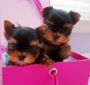 I have 2 Teacup Yorkie puppies 1 boy and 1 girl. All current on shots 