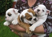  male and female english bulldogs for free adoption.