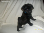 QUALITY BLACK & FAWN PUG PUPPIES AVAILABLE
