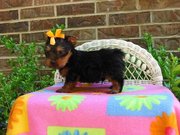 Absolutely adorable and cute yorkie puppies for adoption.  
