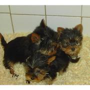  Yorkshire Puppies ready to go to good and loving homes