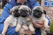 QUALITY FAWN PUG PUPPIES AVAILABLE