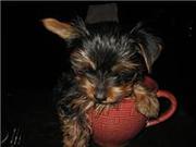 Lovely yorkie puppy fo rfree adoption 