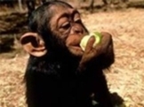 Adorable playable baby female chimpanzee monkey for sell.