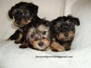 Cute and Adorableb Tiny Teacup yorkie puppies for free adoption