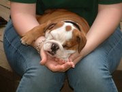 adorable female english bulldog puppy free for adoption, 