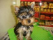 Teacup yorkie puppy for  free home aodption