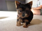Two Tiny Yorkie Puppies For Adoption