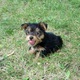 Cutest Nice Teacup Yorkie Puppies For Adoption