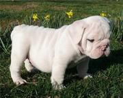 Championed ENGLISH BULLDOG Puppy for FREE!!! Re-homingg