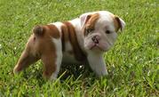 Cute English Bulldog Puppies for Free Adoption