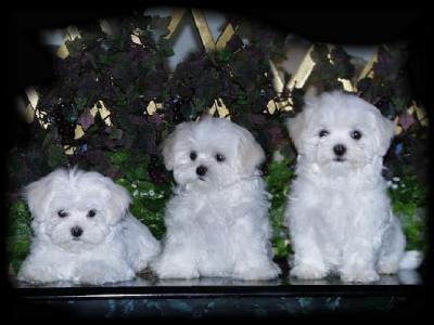 teacup maltese puppies for free. TEACUP Maltese PUPPIES FOR