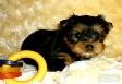 Teacup Yorkie Puppy For Free