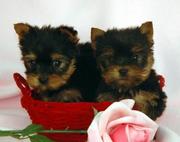 Healthy Teacup Yorkie Puppies For Free Adoption.(tracymoorgan@yahoo.co