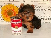 YORKIE PUPPIES For Sale Directly From the Breeder