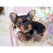 Adorable Teacup Yorkie Puppies For A New Home