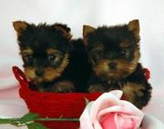 two lovely and adorable Yorkie puppies for free adoption to any good h