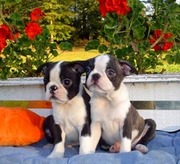 Male And Female  Boston Terrier Puppies Ready For Adoption