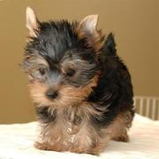 Pure Breed TeaCup Yorkie Puppies For Adoption(sandrawelpenhome2@gmail