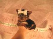 Hello, cute male and female Yorkie puppies for adoption!!!!!!!!!!!!!!!!