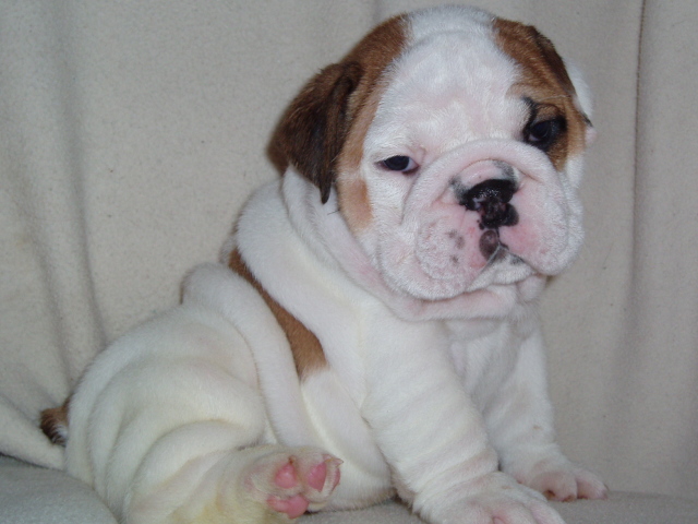 CUTE ENGLISH BULLDOG PUPPIES