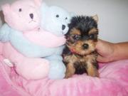 Babyface Teacup Yorkie Puppies For Free Adoption