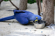 Hyacinth Macaw Birds Available