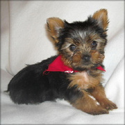 Fluffy Hair Teacup Yorkie Puppies For Xmas.
