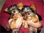 Angelic Teacup Yorkie Puppies Ready For X-mas